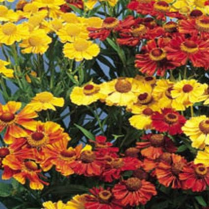 Zonnekruid (Helenium 'Rotgold')