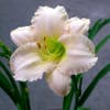 Daglelie (Hemerocallis 'Lullaby Baby')