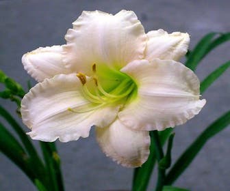 Daglelie (Hemerocallis 'Lullaby Baby')
