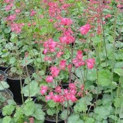 Purperklokje (Heuchera sanguinea Bressingham Hybrids)