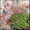 Purperklokje (Heuchera sanguinea 'Leuchtkaefer')