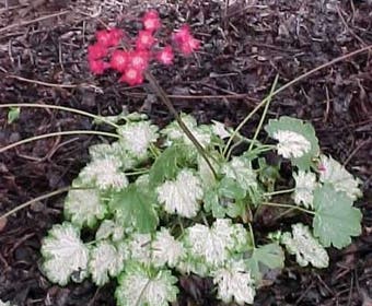 Purperklokje (Heuchera sanguinea 'Snow Storm')