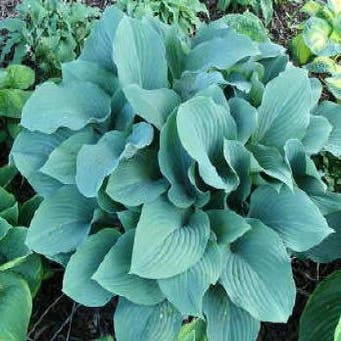 Hosta 'Krossa Regal' (Funkia/Hartlelie)