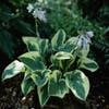 Funkia/Hartlelie (Hosta 'Wide Brim')