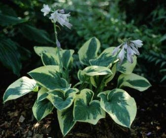 Funkia/Hartlelie (Hosta 'Wide Brim')