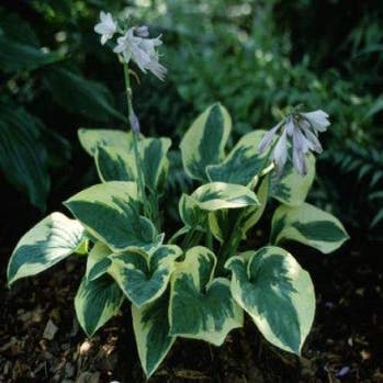 Hosta 'Wide Brim' (Funkia/Hartlelie)