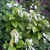 Funkia/Hartlelie (Hosta plantaginea grandiflora)