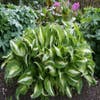 Funkia/Hartlelie (Hosta 'Undulata Mediovariegata')