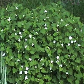 Moerasanemoon (Houttuynia cordata 'Plena')