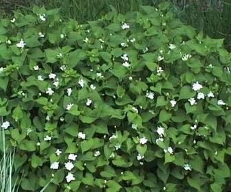 Moerasanemoon (Houttuynia cordata 'Plena')