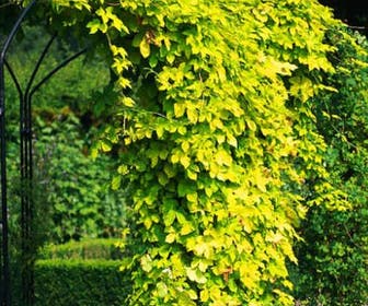 Europese Hop (Humulus lupulus 'Aureus')