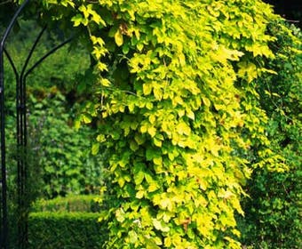 Europese Hop (Humulus lupulus 'Aureus')