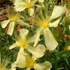 Hertshooi (Hypericum olympicum (polyphyllum))