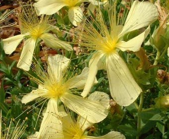 Hertshooi (Hypericum olympicum (polyphyllum))