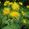 Griekse alant (Inula helenium)