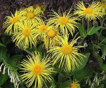 Oosterse alant (Inula orientalis)