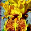 Baardiris (Iris germanica-hybrid 'Helge')