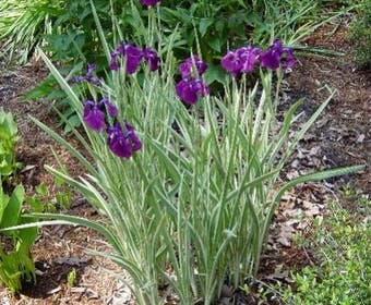 Japanse Iris (Iris ensata 'Variegata')