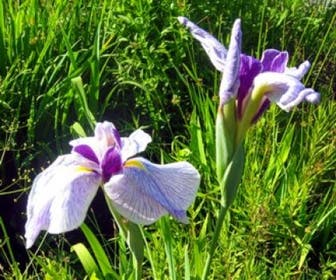 Japanse iris (Iris ensata) 