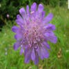 Beemdkroon (Knautia arvensis)