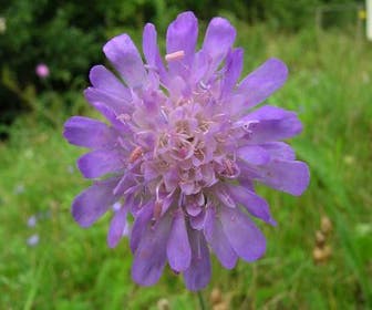 Beemdkroon (Knautia arvensis)