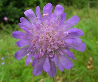 Beemdkroon (Knautia arvensis)