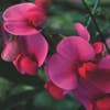 Pronkerwt (Lathyrus latifolius 'Red Pearl') Bio