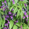 Pronkerwt (Lathyrus vernus)