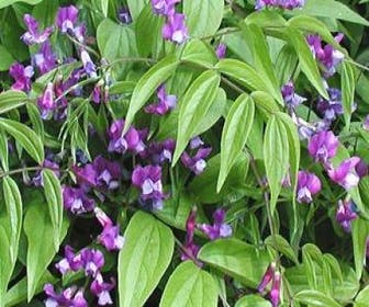 Pronkerwt (Lathyrus vernus)