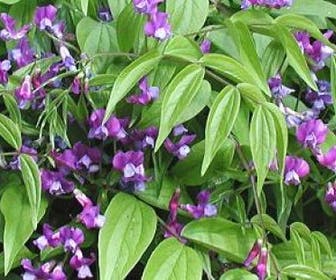 Pronkerwt (Lathyrus vernus)