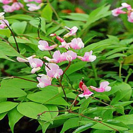 Pronkerwt (Lathyrus vernus 'Alboroseus')