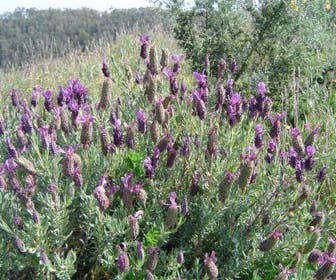 Kuiflavendel (Lavandula 'Helmsdale')