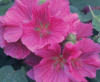 Struikmalva (Lavatera 'Bredon Springs')