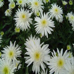 Margriet (Leucanthemum 'Christine Hagemann')