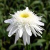 Herfstmargriet (Leucanthemum 'Wirral Supreme')