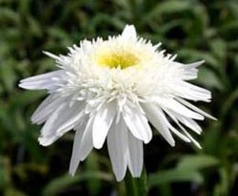 Herfstmargriet (Leucanthemum 'Wirral Supreme')