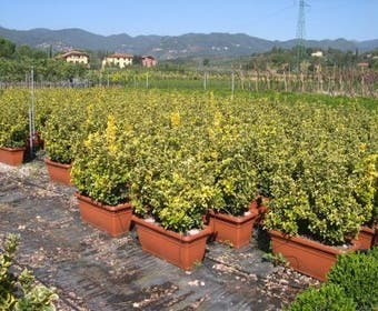 Kardinaalshoed als meeneemhaag (Euonymus japonicus 'Aureus)