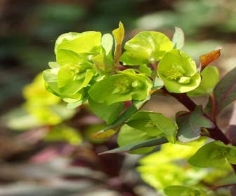 Wolfsmelk (Euphorbia amygdaloides 'Purpurea')