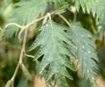 Zwarte els (Alnus glutinosa 'Laciniata')