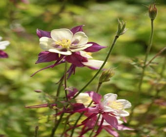 Akelei (Aquilegia 'Dragonfly Hybrids')