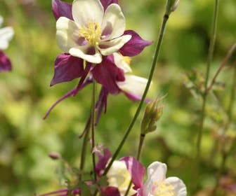Akelei (Aquilegia 'Dragonfly Hybrids')