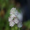 Zeeuws knoopje (Astrantia major) BIO