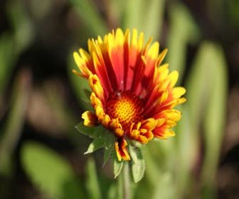 Kokardebloem (Gaillardia 'Kobold') BIO