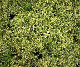 Kardinaalsmuts (Euonymus japonicus 'Microphyllus Aureovariegatus')