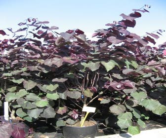 Judasboom als struik (Cercis canadensis 'Forest Pansy')