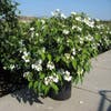 Sneeuwbal (Viburnum plicatum 'Summer Snowflake')
