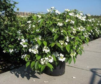 Sneeuwbal (Viburnum plicatum 'Summer Snowflake')
