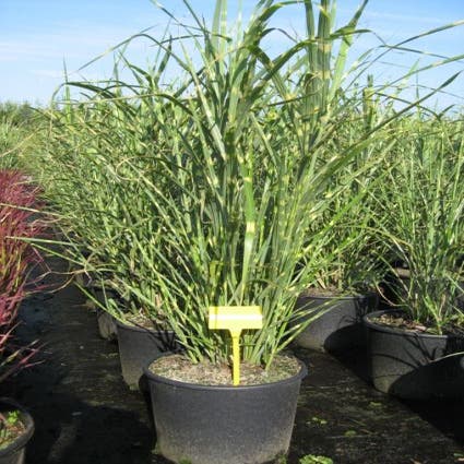 Chinees riet/sierriet (Miscanthus sinensis 'Little Zebra')