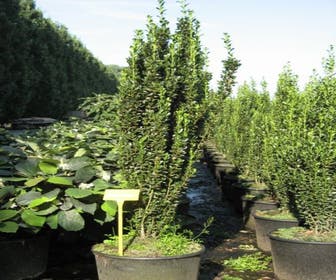 Japanse Hulst (Ilex crenata 'Fastigiata')
