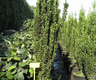 Haagplanten | Haagplanten Heesters Vaste planten Bloembollen Haagplanten | Haagplanten Heesters Vaste planten Bloembollen